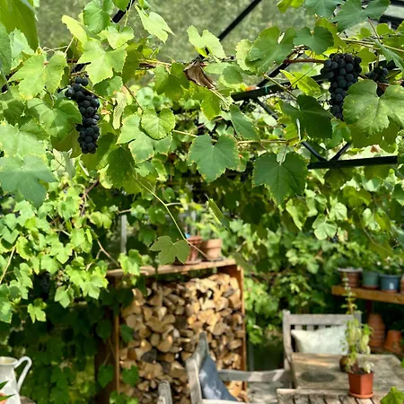 De Viking 3* Zuid-Beijerland