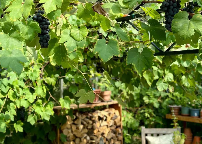 De Viking 3* Zuid-Beijerland